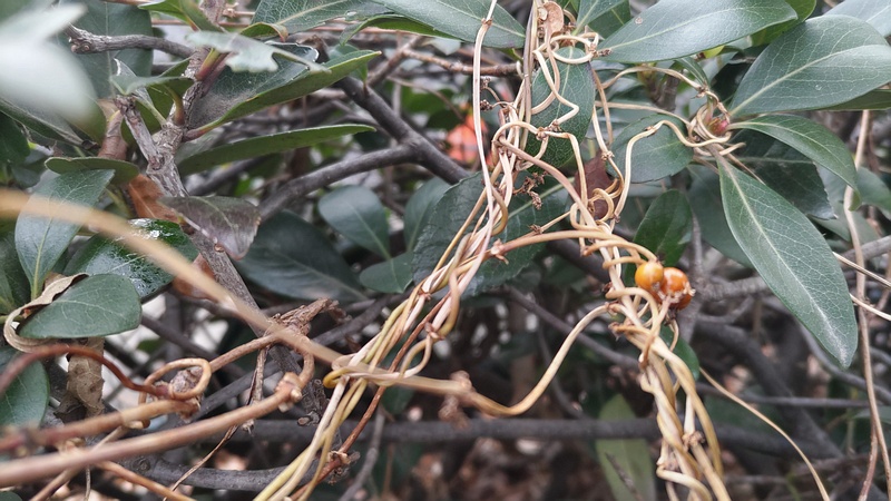 シャリンバイとヘクソカズラの果実 東京都大田区平和島公園