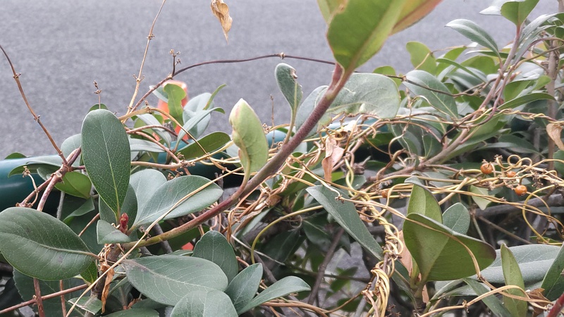 シャリンバイとヘクソカズラの果実 東京都大田区平和島公園