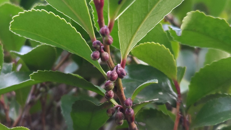ヒサカキの蕾 東京都大田区平和の森公園