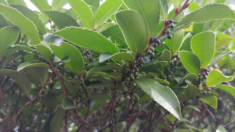 ヒサカキの蕾 東京都大田区平和の森公園