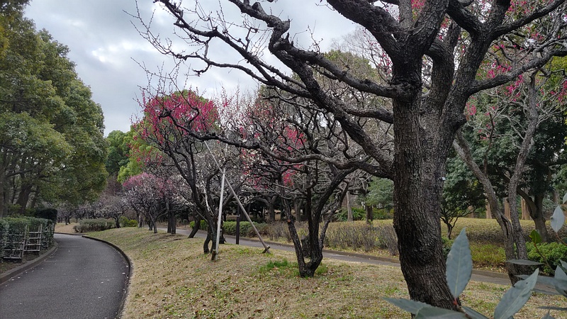 ウメの花 東京都大田区平和の森公園