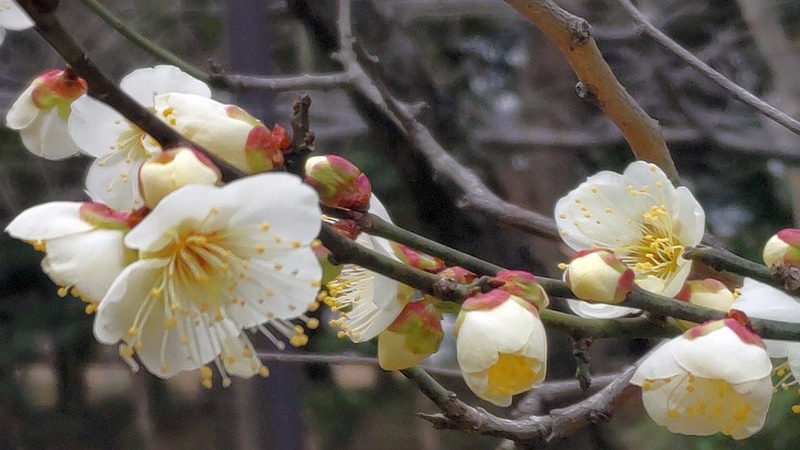 ウメの花 東京都大田区平和の森公園