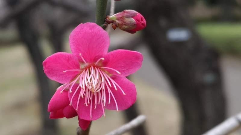 ウメの花 東京都大田区平和の森公園