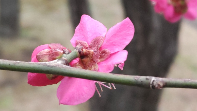 ウメの花 東京都大田区平和の森公園