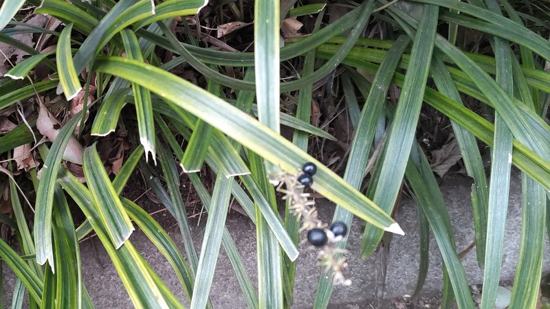 フイリヤブランの果実 東京都大田区平和の森公園