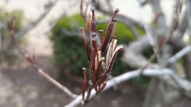 ハコネウツギの果実 東京都大田区平和島公園