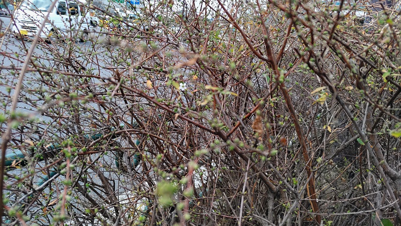 ユキヤナギの蕾と花 東京都大田区大和大橋