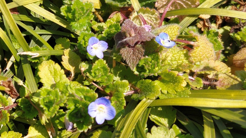 オオイヌノフグリの花 横浜市旭区今宿南町