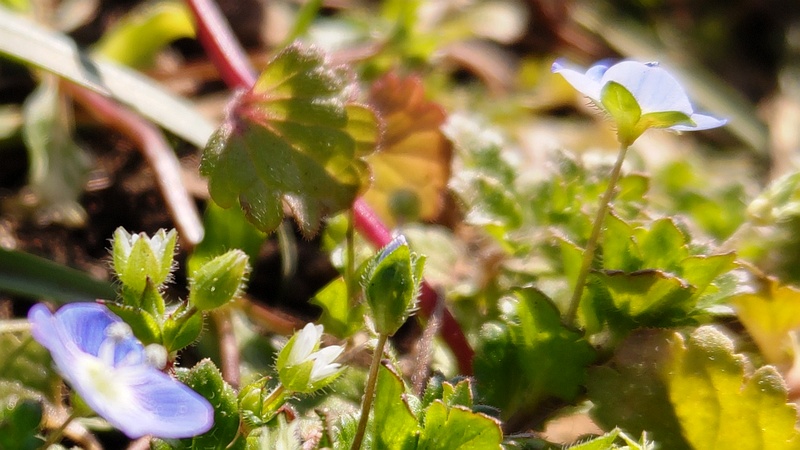 オオイヌノフグリの花 横浜市旭区今宿南町