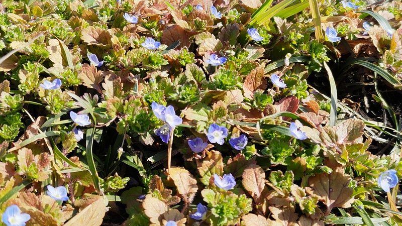 オオイヌノフグリの花 横浜市旭区今宿南町