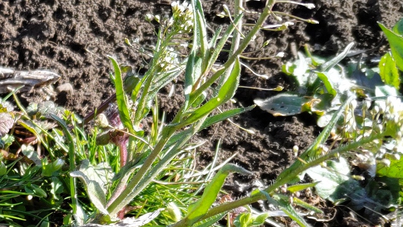 ナズナの花 横浜市旭区今宿南町