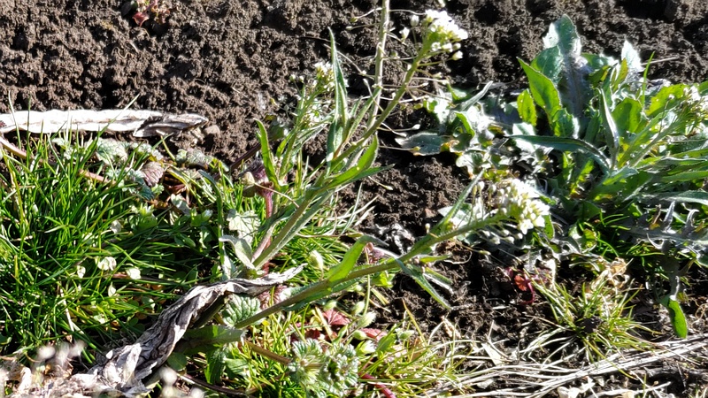 ナズナの花 横浜市旭区今宿南町