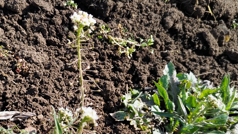 ナズナの花 横浜市旭区今宿南町
