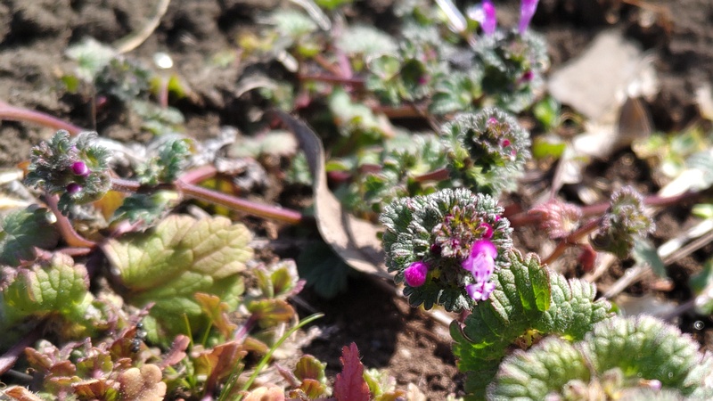 ホトケノザの花 横浜市旭区今宿南町