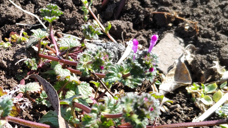ホトケノザの花 横浜市旭区今宿南町