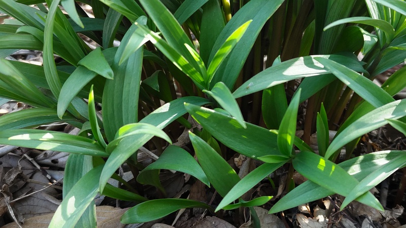 ワスレグサ 横浜市旭区今宿南町