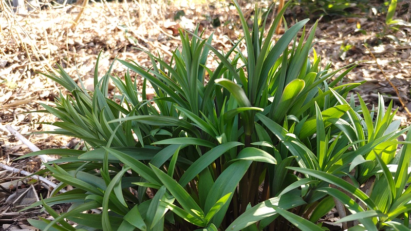ワスレグサ 横浜市旭区今宿南町