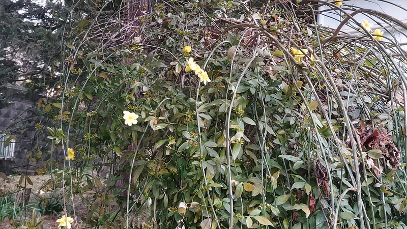 オウバイモドキ 横浜市旭区希望が丘ふれあいの森公園