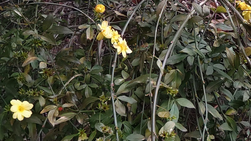 オウバイモドキ 横浜市旭区希望が丘ふれあいの森公園