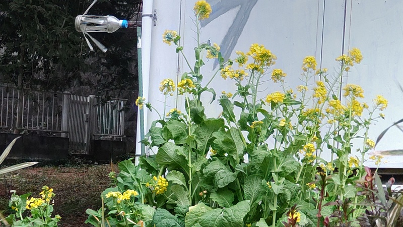 アブラナの花 横浜市旭区希望が丘ふれあいの森公園