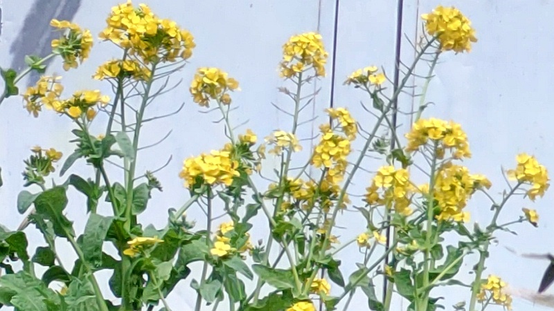 アブラナの花 横浜市旭区希望が丘ふれあいの森公園