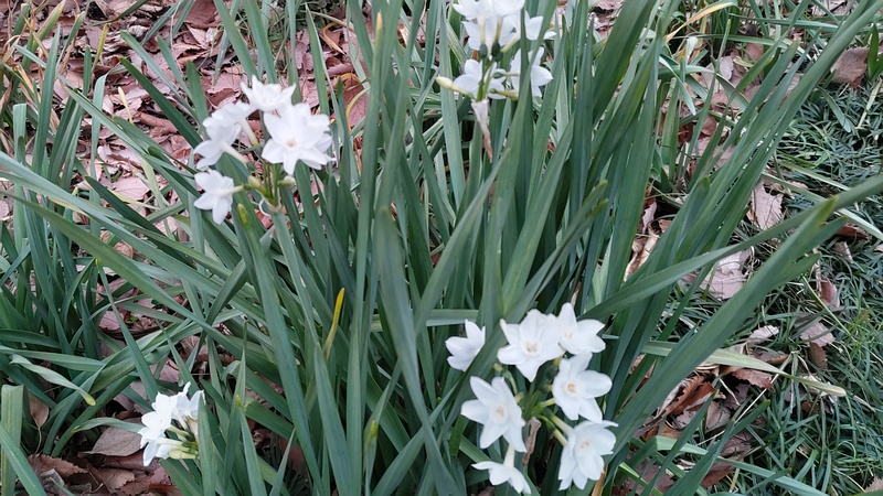 シロバナスイセンの花 横浜市旭区希望が丘水の森公園