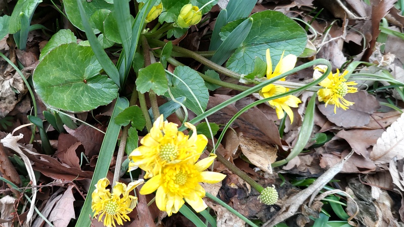キクザキリュウキンカの花 横浜市旭区希望が丘水の森公園