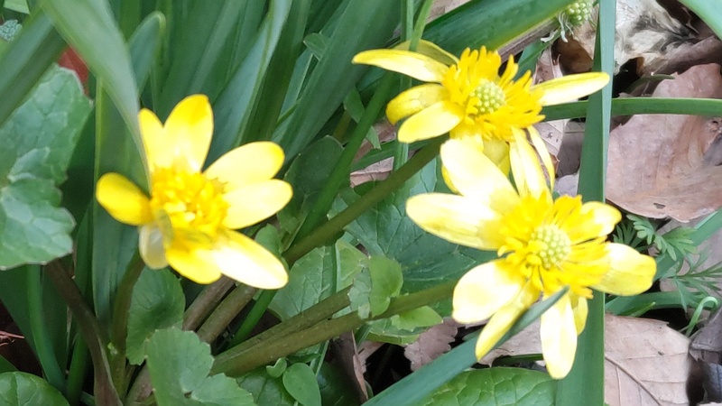 キクザキリュウキンカの花 横浜市旭区希望が丘水の森公園
