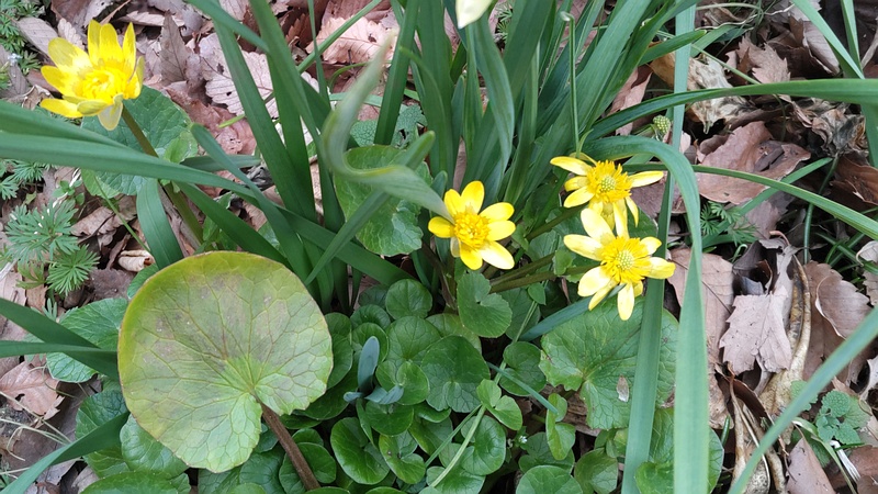 キクザキリュウキンカの花 横浜市旭区希望が丘水の森公園