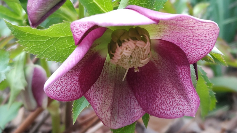 クリスマスローズの花 横浜市旭区希望が丘水の森公園