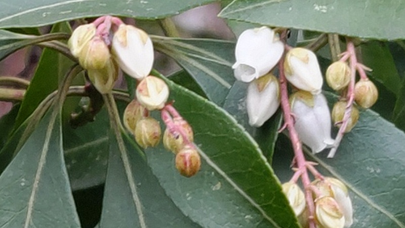 アセビの花 横浜市旭区中希望が丘