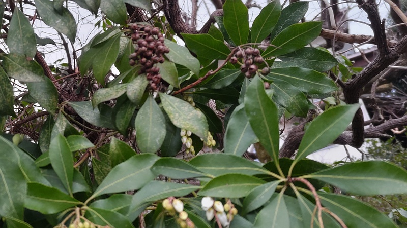 アセビの花と果実の残骸 横浜市旭区中希望が丘
