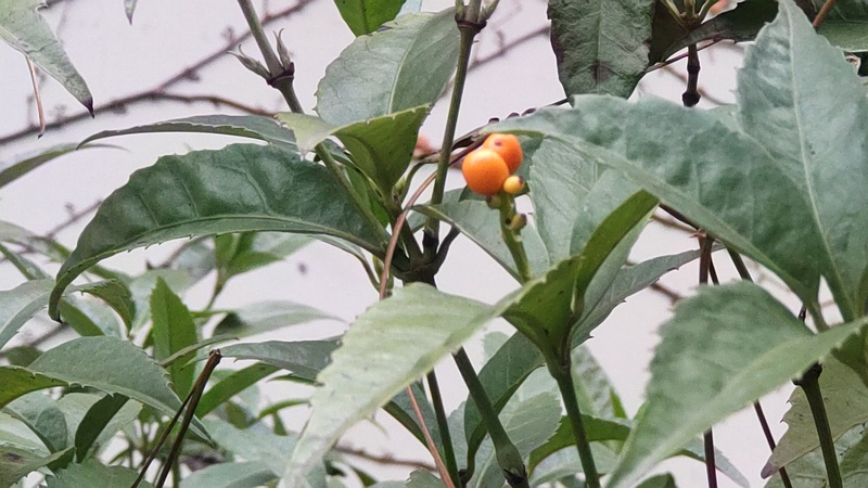 キミノセンリョウの果実 横浜市旭区中希望が丘