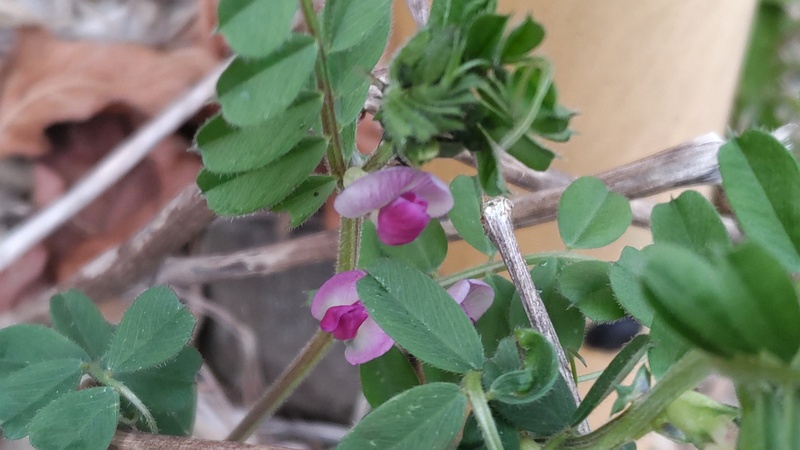 カラスノエンドウの花 横浜市旭区中希望が丘