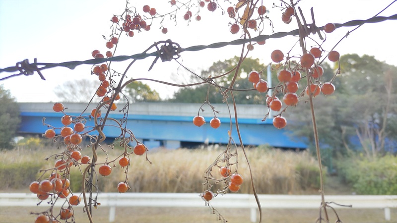 ヘクソカズラの果実 東京都大田区平和島公園