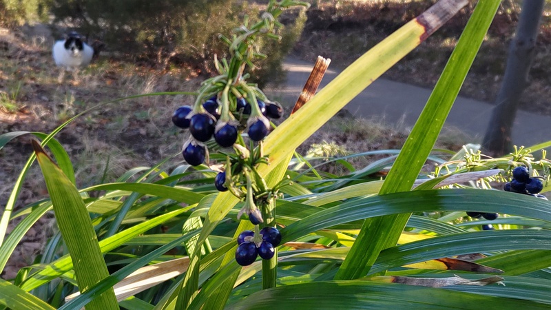 ノシランの果実とネコ 東京都大田区平和の森公園