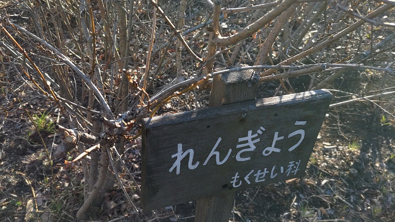 レンギョウの名札 東京都大田区平和の森公園