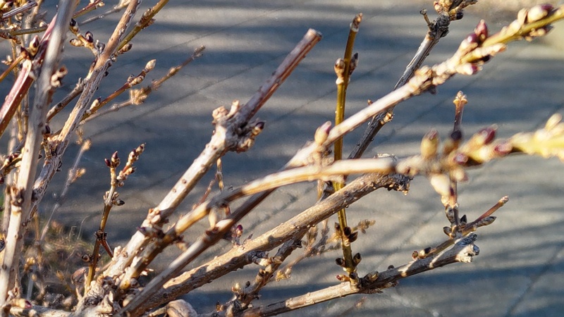 レンギョウの蕾 東京都大田区平和の森公園
