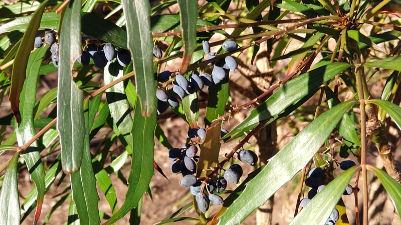 ホソバヒイラギナンテンの果実 東京都大田区平和の森公園