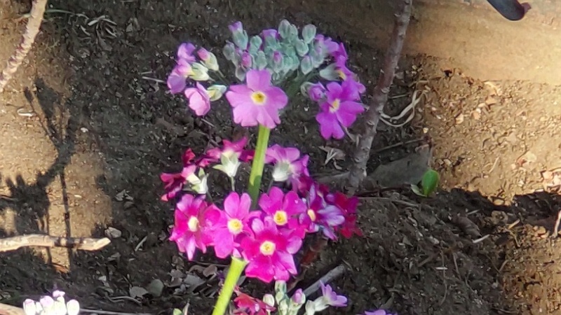 サクラソウの花 東京都大田区平和の森公園