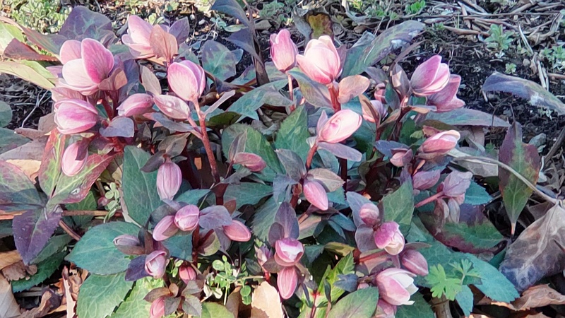 クリスマスローズの花 東京都大田区平和の森公園