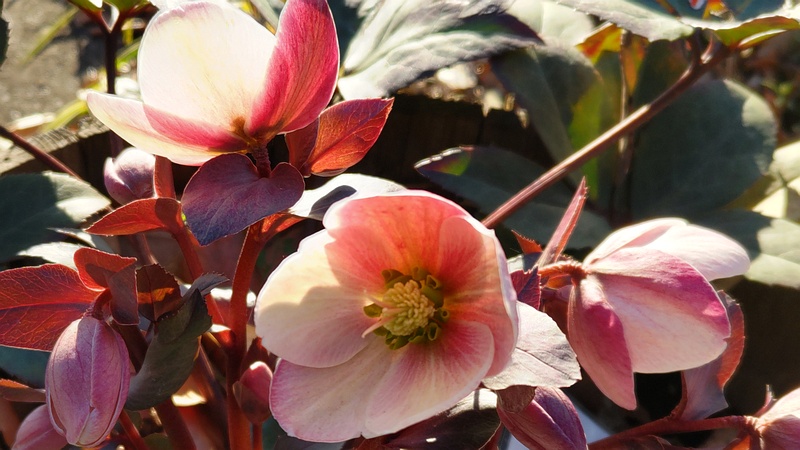 クリスマスローズの花 東京都大田区平和の森公園
