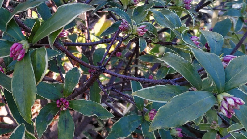 ジンチョウゲの蕾 東京都大田区平和の森公園