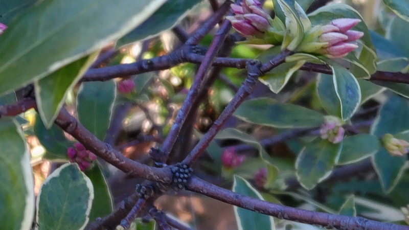 ジンチョウゲの蕾 東京都大田区平和の森公園