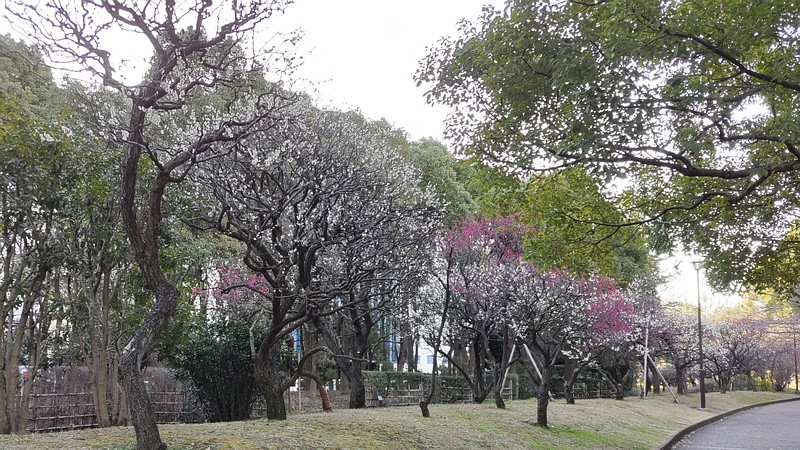 ウメの花 東京都大田区平和の森公園