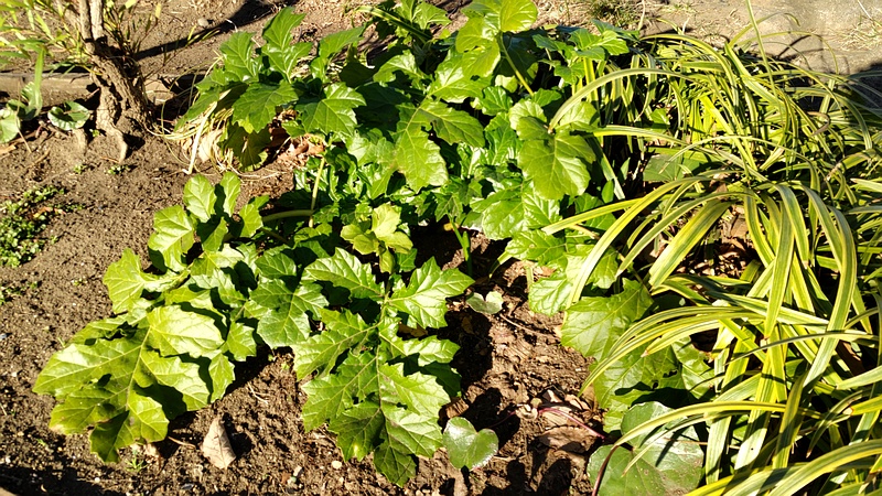 ハアザミとフイリヤブラン 東京都大田区平和の森公園