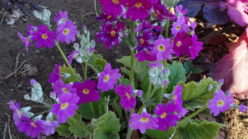 サクラソウの花とハボタン 東京都大田区平和の森公園