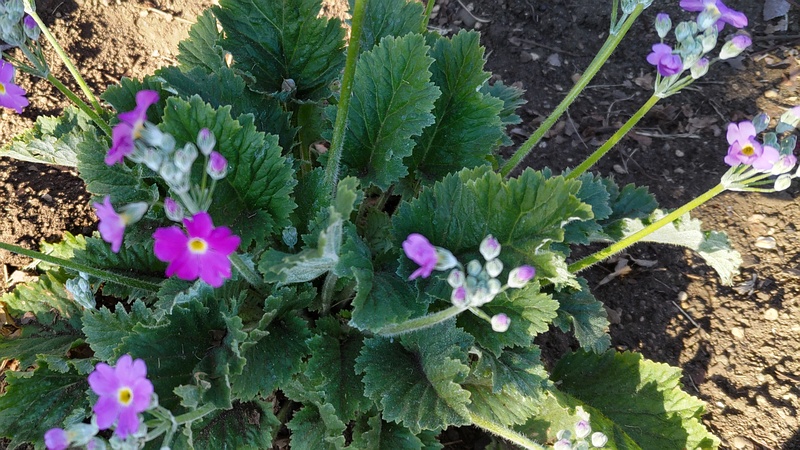 サクラソウの花 東京都大田区平和の森公園
