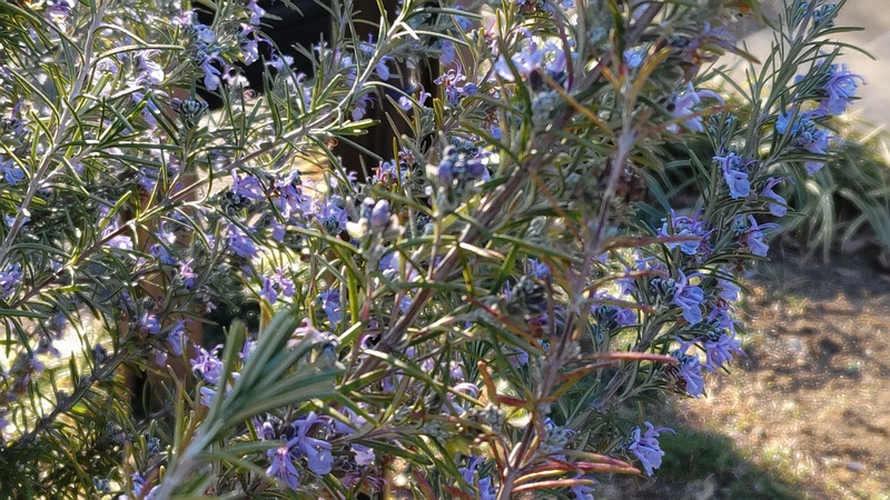 ローズマリーの花 東京都大田区平和の森公園