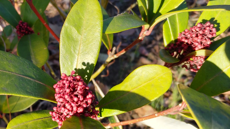 ミヤマシキミの蕾 東京都大田区平和の森公園